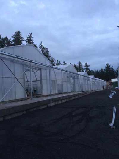 36x75-greenhouses-in-a-row.jpg