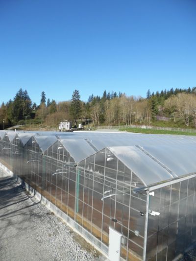 fraser-valley-gutter-connected-greenhouses.jpg