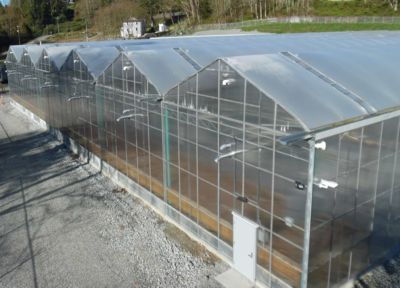 gutter-connected-greenhouses.jpg